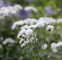 Tuinplanten wit bijen borderpakketten