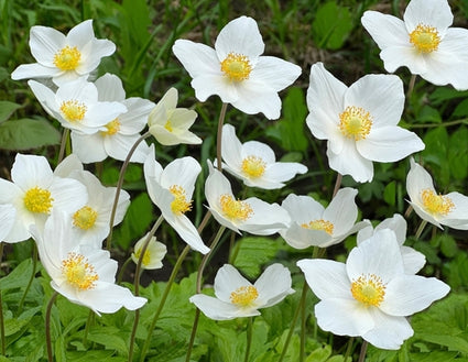 Witte Anemoon - Anemone Sylvestris.jpg