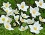 Witte Anemoon - Anemone Sylvestris.jpg