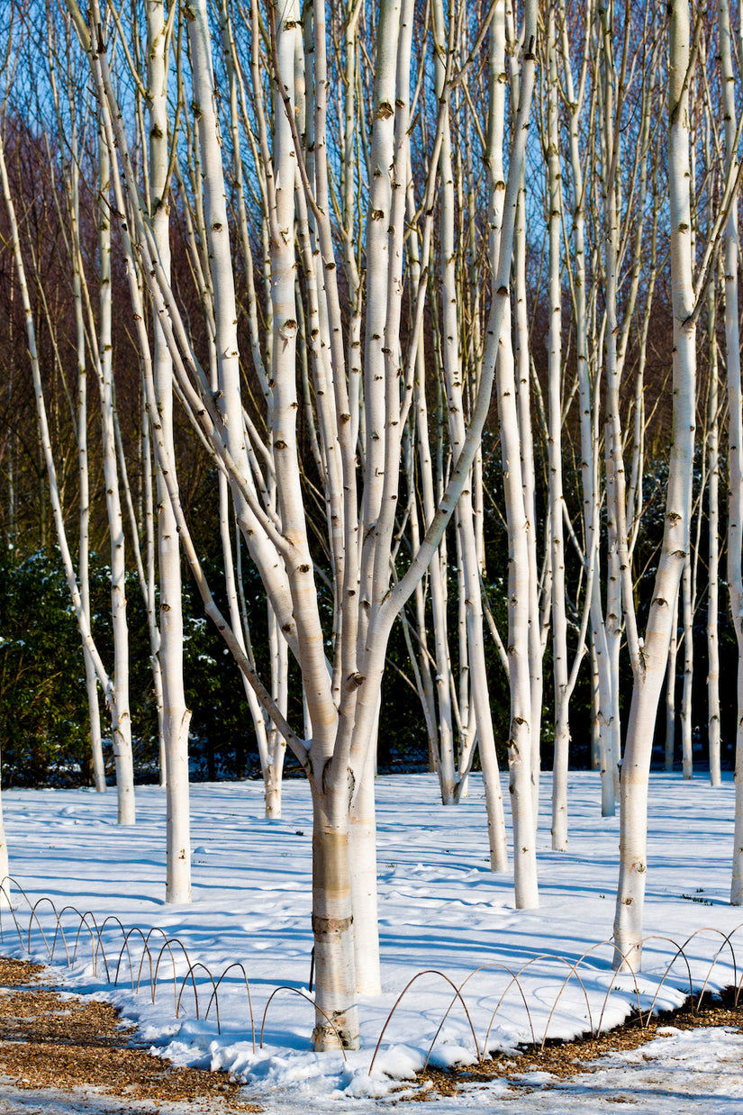 Witte-Himalayaberk-Betula-utilis-jacquemontii-zuilvormige-boom.jpg