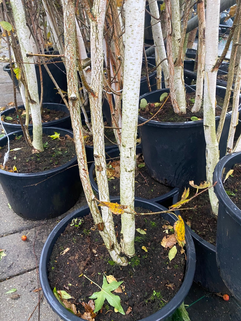 Witte-Himalayaberk-Betula-utilis-jacquemontii.jpg