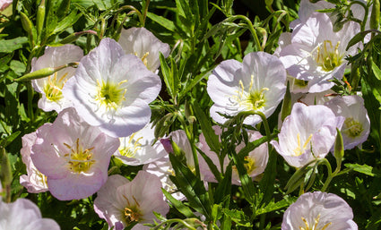 Witte Teunisbloem Oenothera-siskiyou met roze bloemen