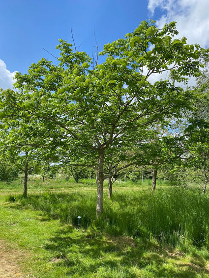 Witte-Walnoot-boom-Juglans-Cinerea.jpg