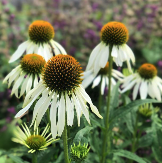 Witte Zonnehoed - Echinacea purpurea 'Alba'