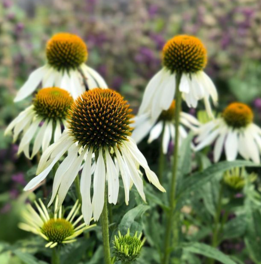 wit bloeiende Witte Zonnehoed - Echinacea purpurea 'Alba'