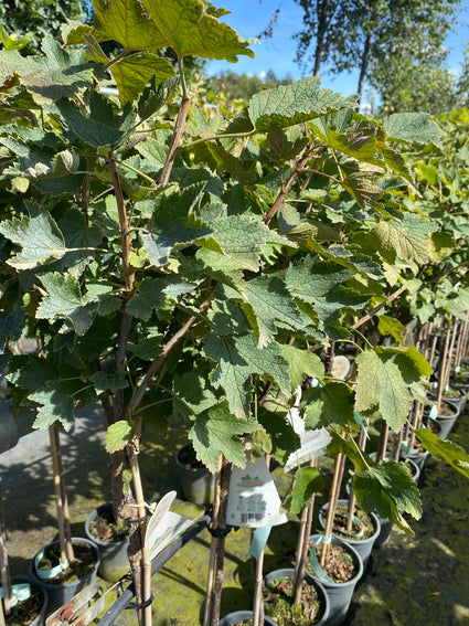 Witte aalbes - Ribes rubrum 'Werdavia'