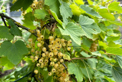 Ribes rubrum 'Werdavia' - Witte bessen