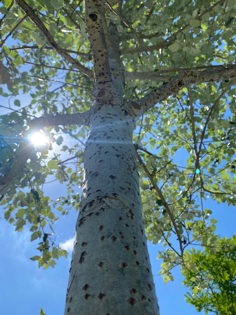 Witte abeel - Populus alba met zilverwitte stam