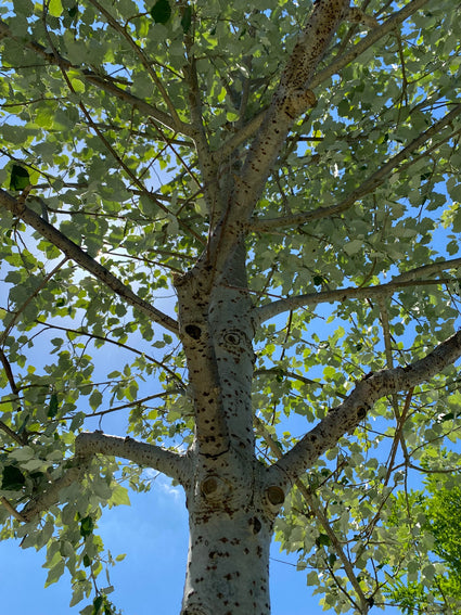 Witte abeel - Populus alba