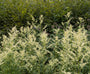 Witte bijvoet - Artemisia lactiflora