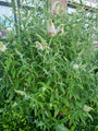 Vlinderstruik - Buddleja davidii 'White Profusion'