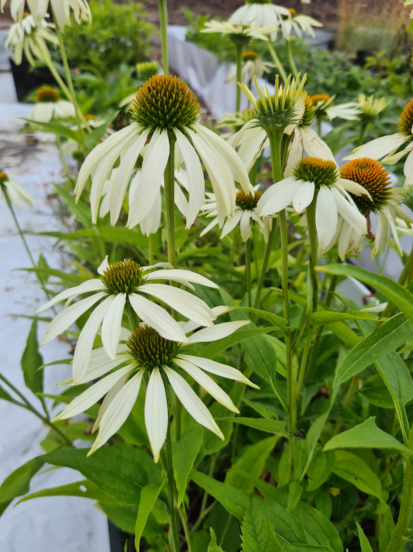 Echinacea tuinplanten bloei