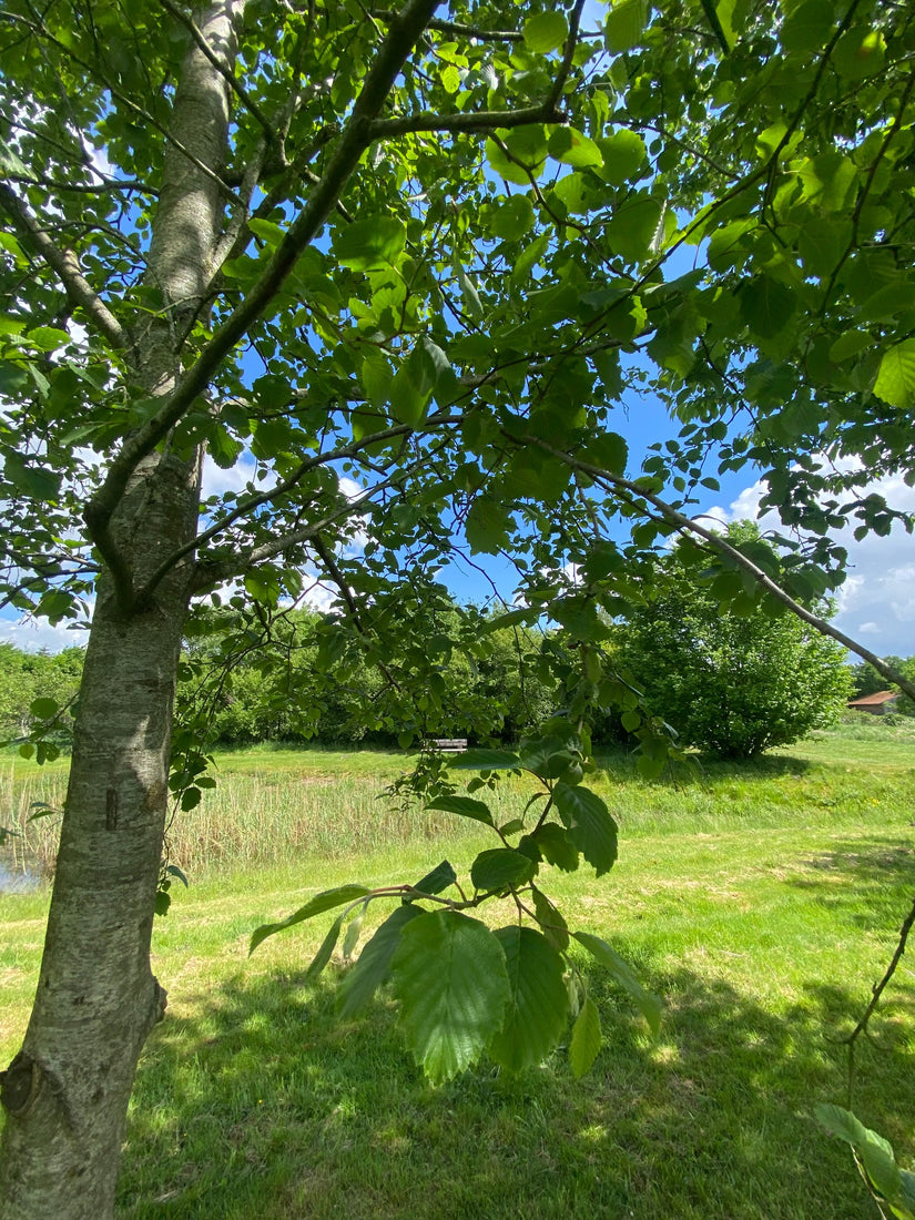 Witte els - Alnus incana