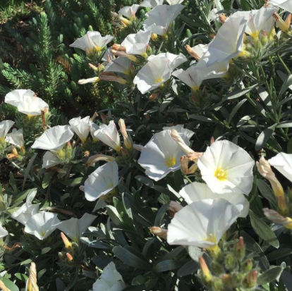 Zilverwinde - Convolvulus cneorum tuinplanten