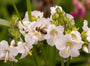 Witte-jacobsladder-Polemonium-caeruleum-Album.jpg