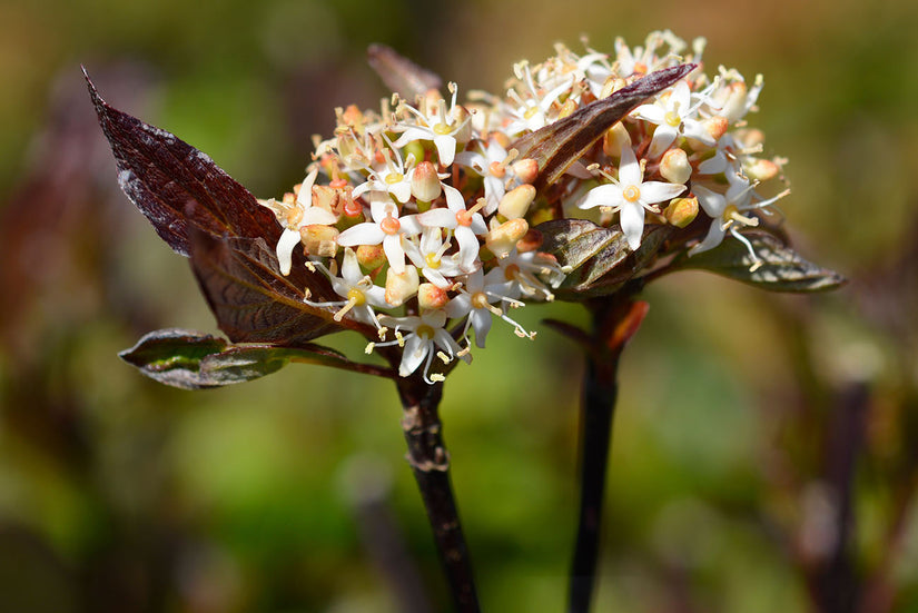 Bloei Witte kornoelje - Cornus alba 'Kesselringii'