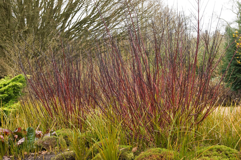 Witte kornoelje - Cornus alba 'Kesselringii'