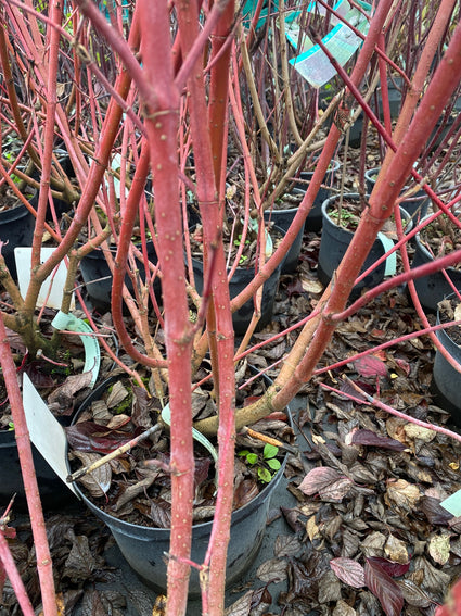 Witte kornoelje - Cornus alba 'Siberian Pearls'