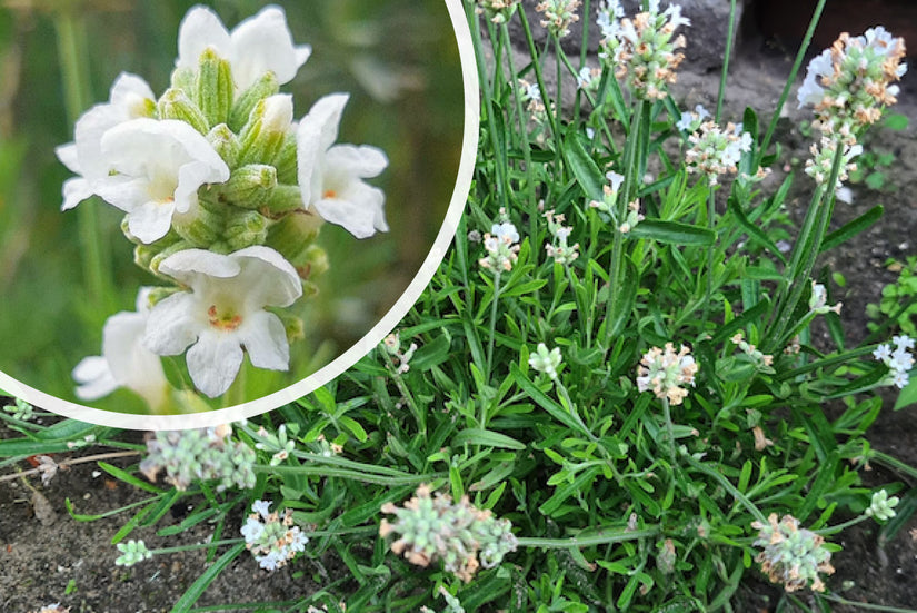 Gewone lavendel - Lavandula angustifolia 'Alba' - Witte bloei