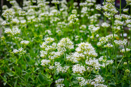 Witte spoorbloem - Centranthus ruber 'Albus'