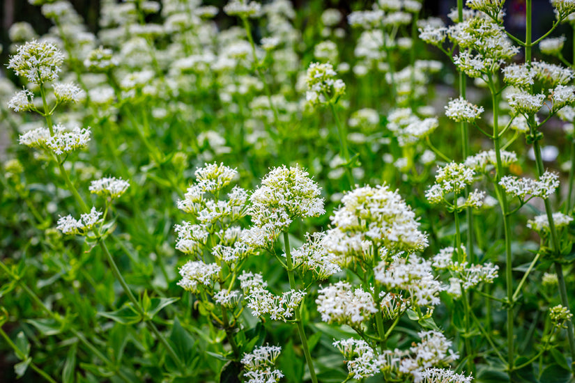 Witte spoorbloem - Centranthus ruber 'Albus'