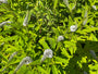 Witte troswederik - Lysimachia clethroides