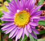 Aster Happy end tuinplanten vaste plant