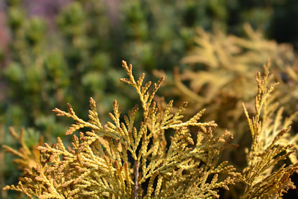 Yellow Ribbon - Thuja.jpg