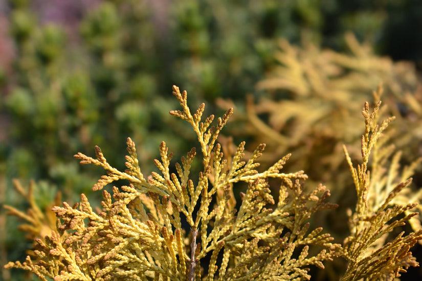 Yellow Ribbon - Thuja.jpg