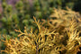 Yellow Ribbon - Thuja.jpg