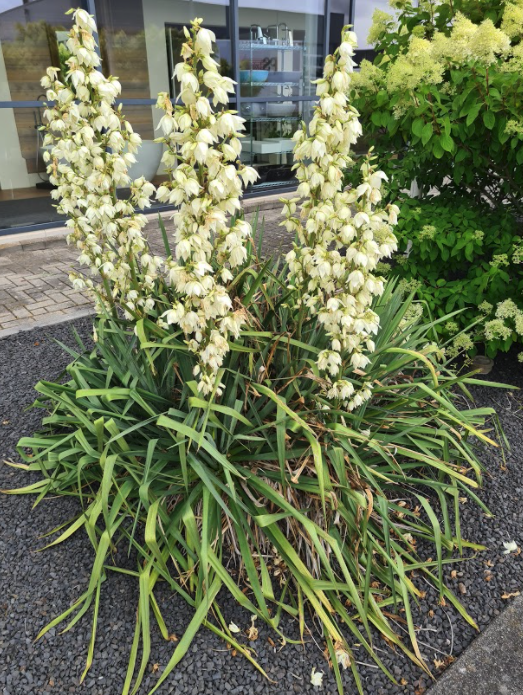 Palmen in de tuin of border Yucca palmlelie