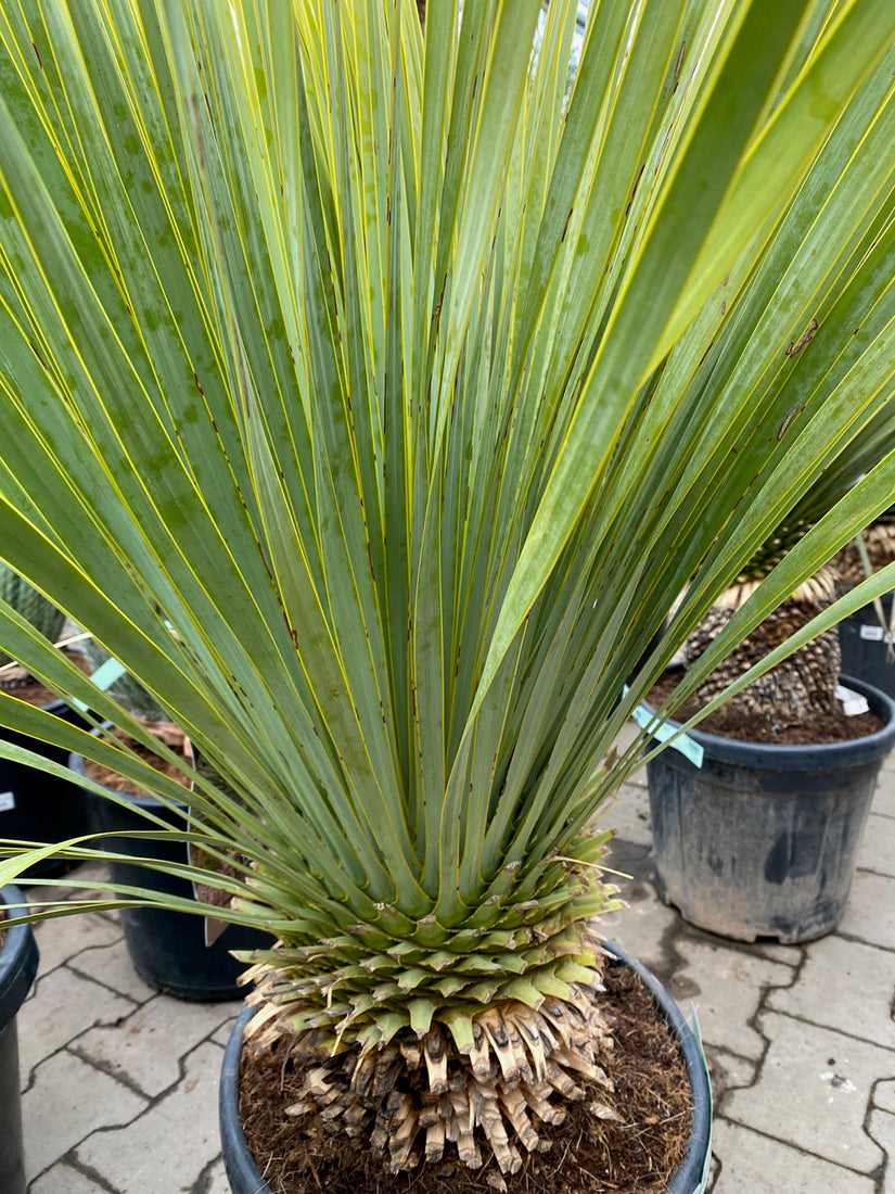 Yucca rostrata 'Saffir Blue'