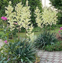 Mediterrane tuinplanten yucca soort palm borderplanten