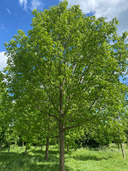 Zachte es - Fraxinus pennsylvanica