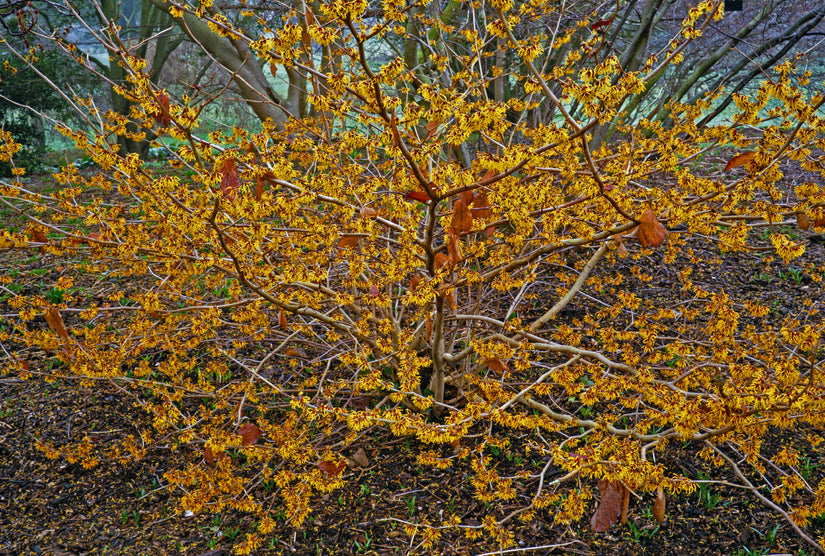 Heester Zachte toverhazelaar - Hamamelis mollis