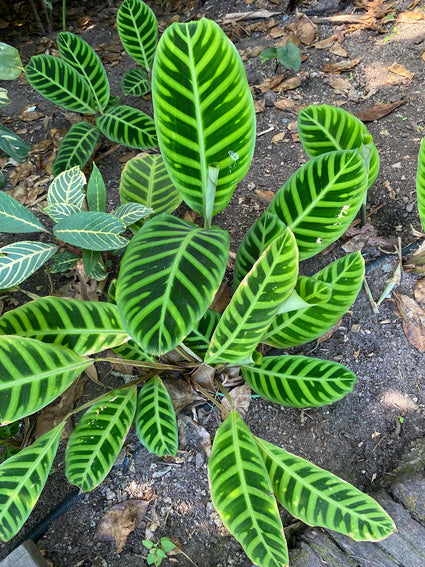 Zebraplant - Calathea zebrina