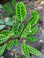 Zebraplant - Calathea zebrina