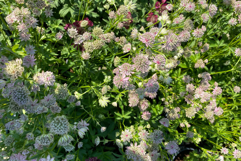 Zeeuws knoopje - Astrantia major 'Florence'