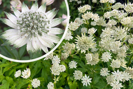 Zeeuws knoopje - Astrantia major 'Shaggy' in bloei