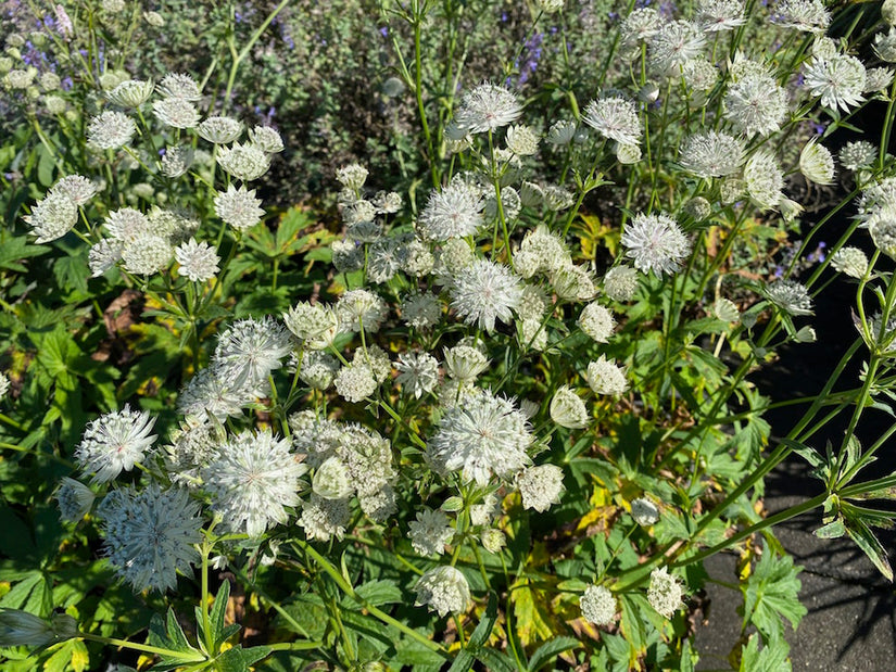 Zeeuws-knoopje-Astrantia-major-Shaggy.jpg