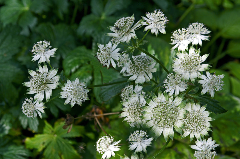 Zeeuws knoopje - Astrantia major 'Alba'