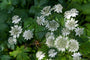 Zeeuws knoopje - Astrantia major 'Alba'