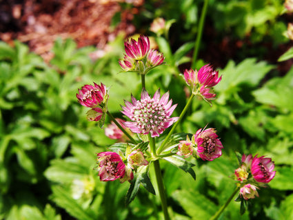 Zeeuws knoopje - Astrantia major 'Lars' tuinplanten