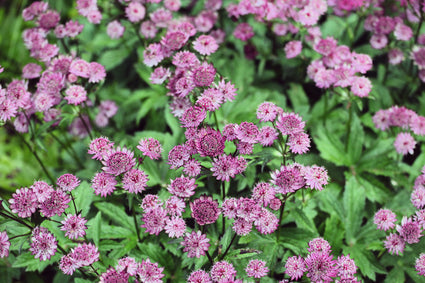 Zeeuws knoopje - Astrantia major 'Roma'