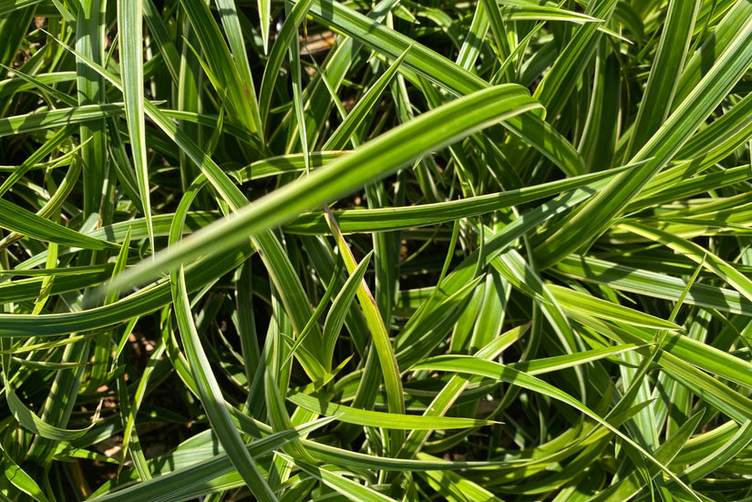 Zegge - Carex morrowii 'Ice Dance'