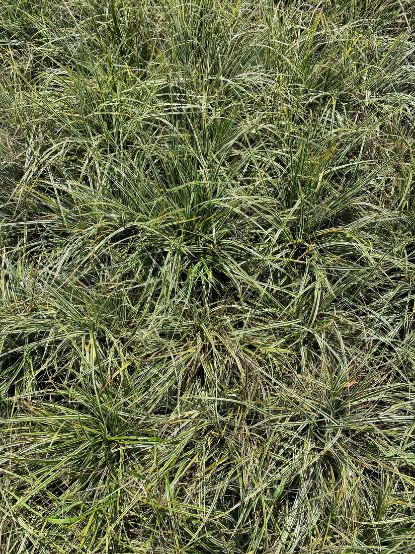 Zegge - Carex oshimensis 'Everest'