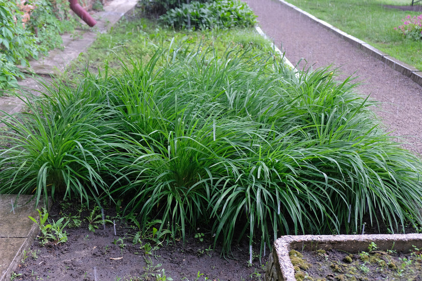 Zegge - Carex oshimensis 'Evergreen'