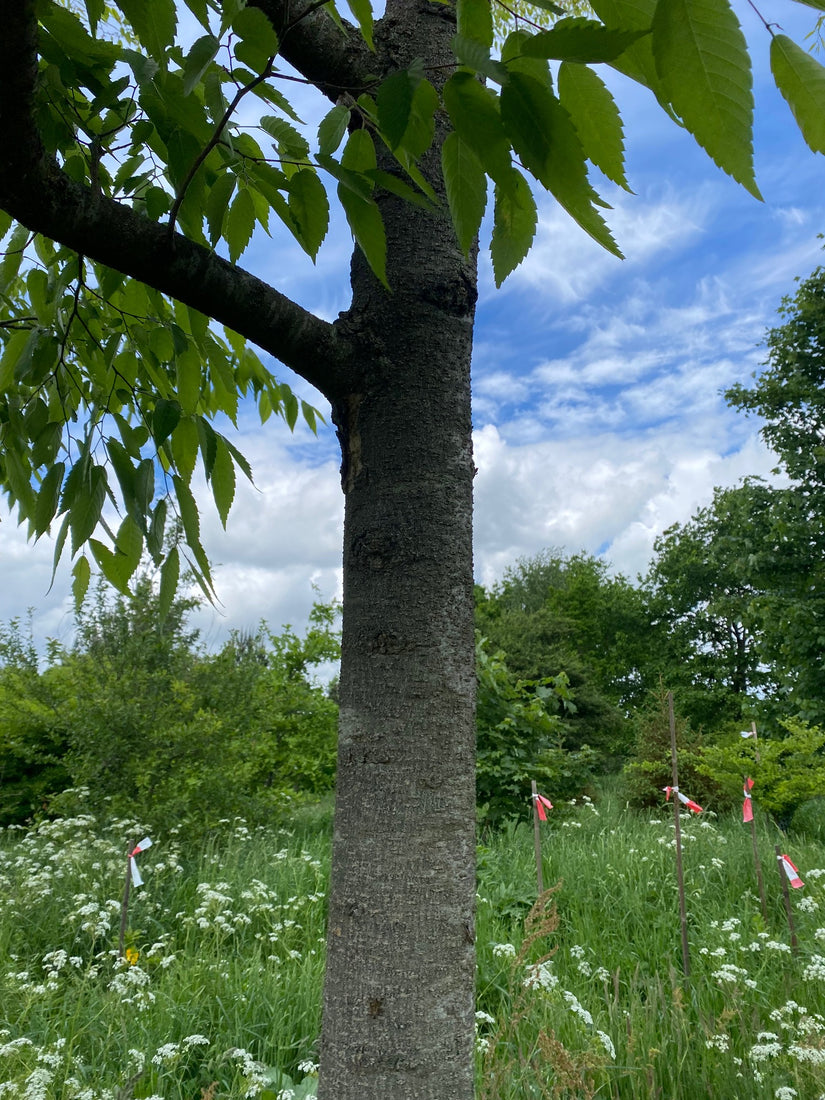 Stam Japanse Schijniep - Zelkova serrata