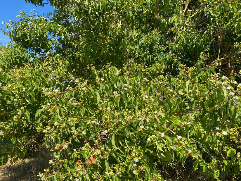 Heptacodium miconioides