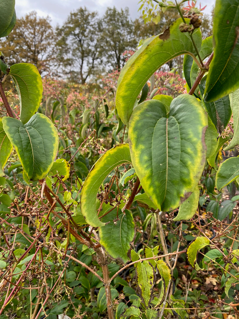 Zevenzonenboom - Heptacodium miconioides (foto November)